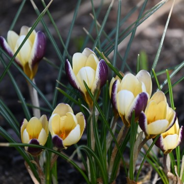 Crocus chrysanthus 'Herald'