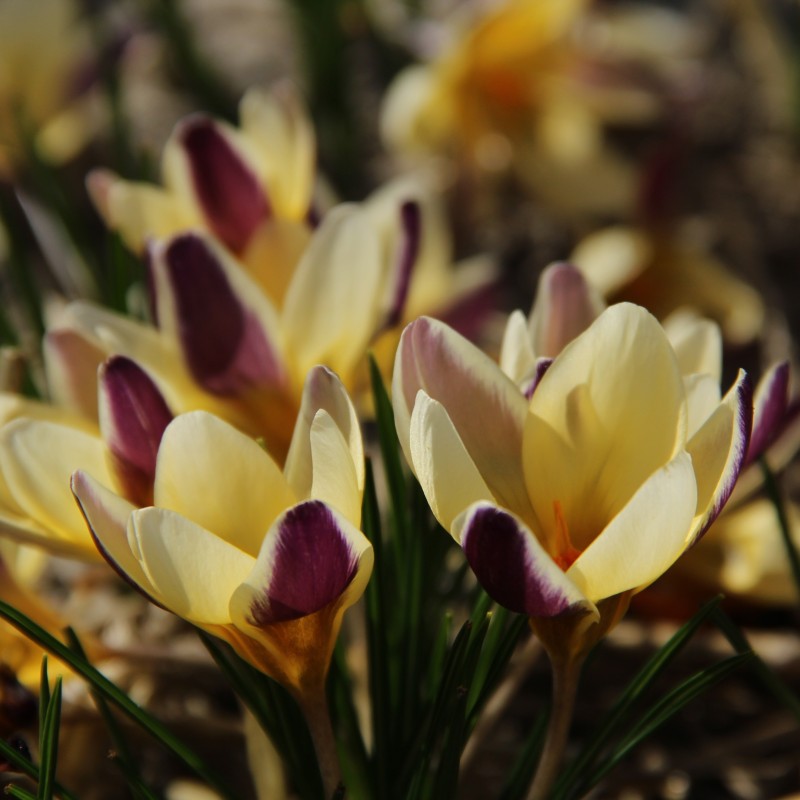 Crocus chrysanthus 'Herald'