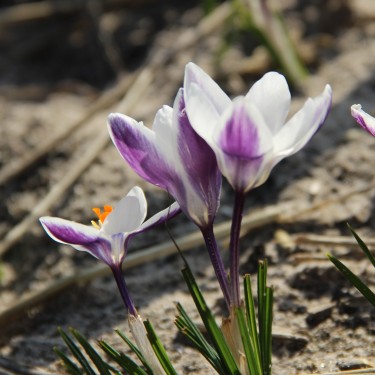 Crocus chrysanthus 'Ladykiller'