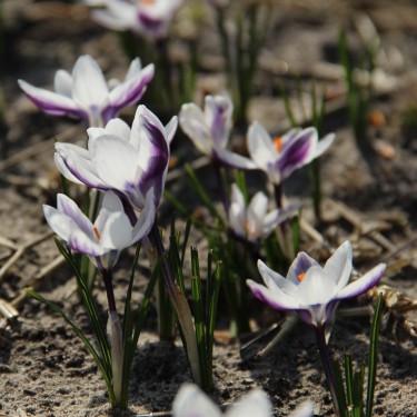 Crocus chrysanthus 'Ladykiller'
