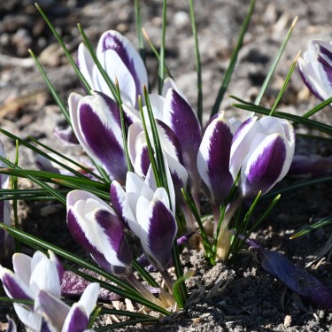 Crocus chrysanthus 'Panda'