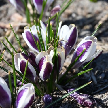 Crocus chrysanthus 'Panda'