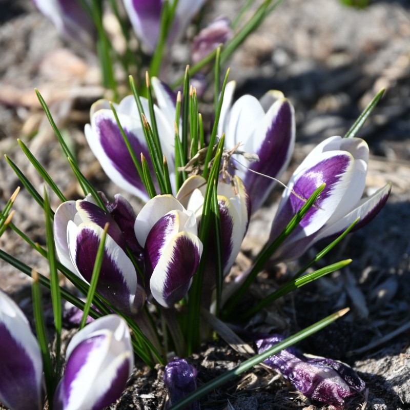 Crocus chrysanthus 'Panda'