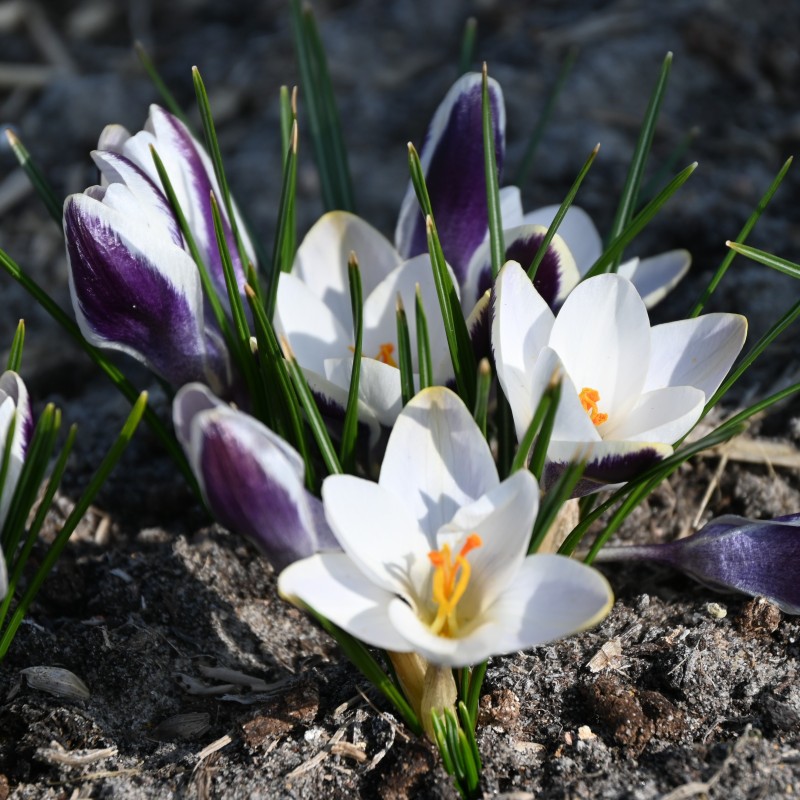 Crocus chrysanthus 'Panda'