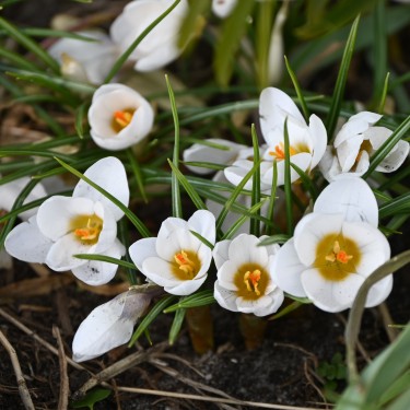Crocus chrysanthus 'Polar Bear'