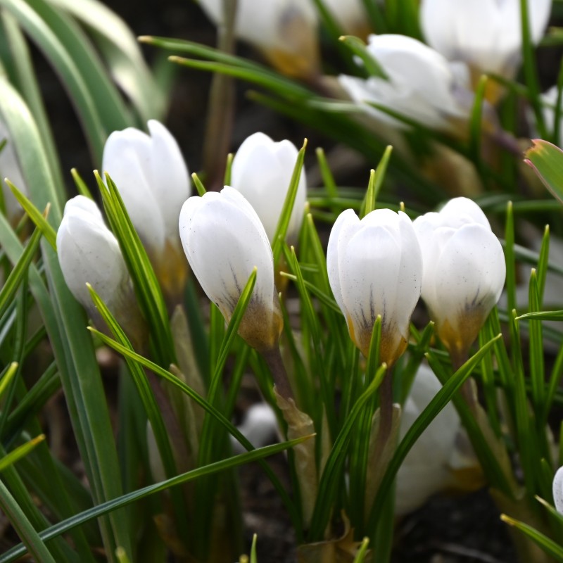 Crocus chrysanthus 'Polar Bear'
