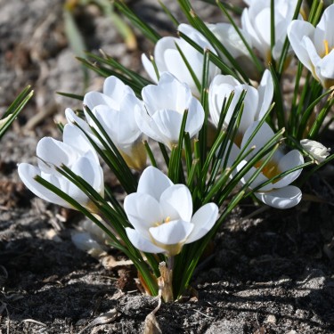 Crocus chrysanthus 'Polar Bear'