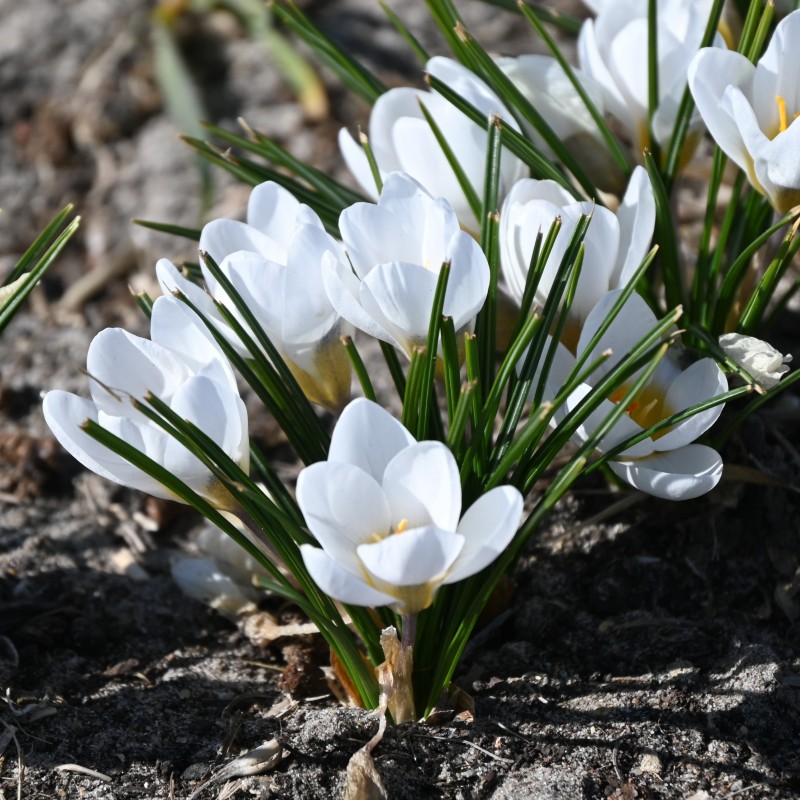 Crocus chrysanthus 'Polar Bear'