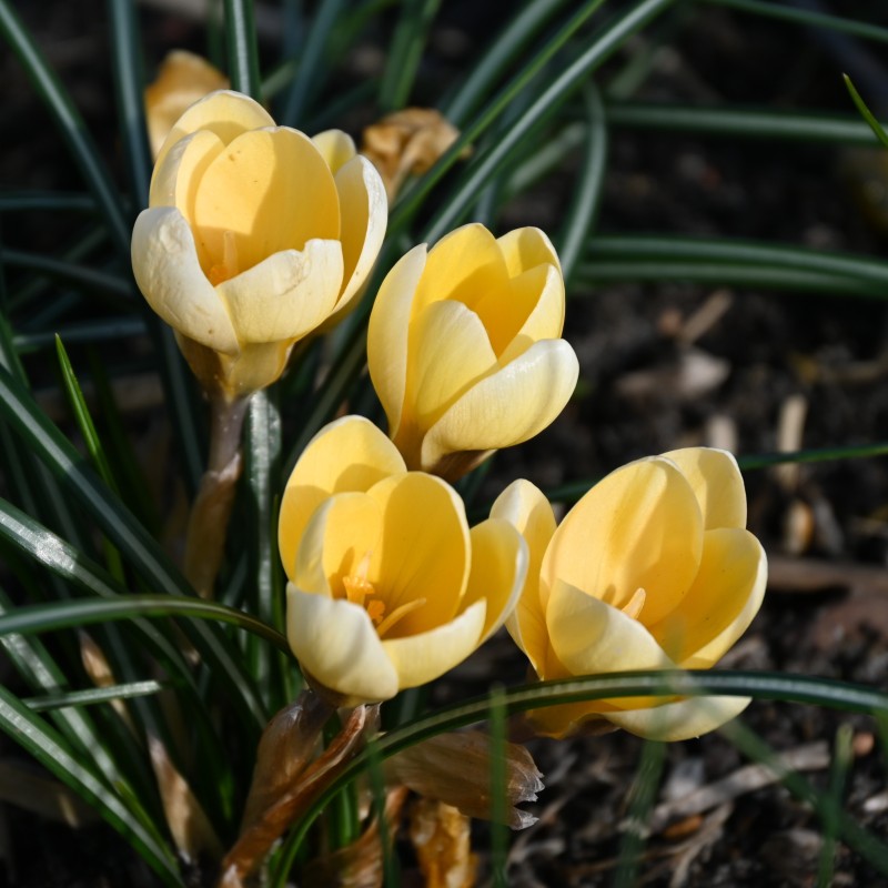 Crocus chrysanthus 'Romance'