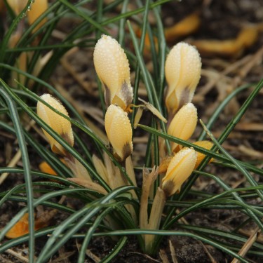 Crocus chrysanthus 'Romance'