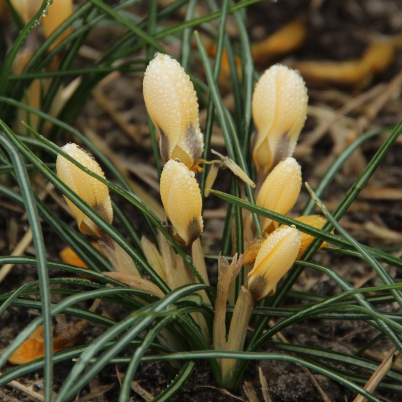 Crocus chrysanthus 'Romance'