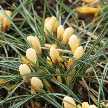Crocus chrysanthus 'Romance'