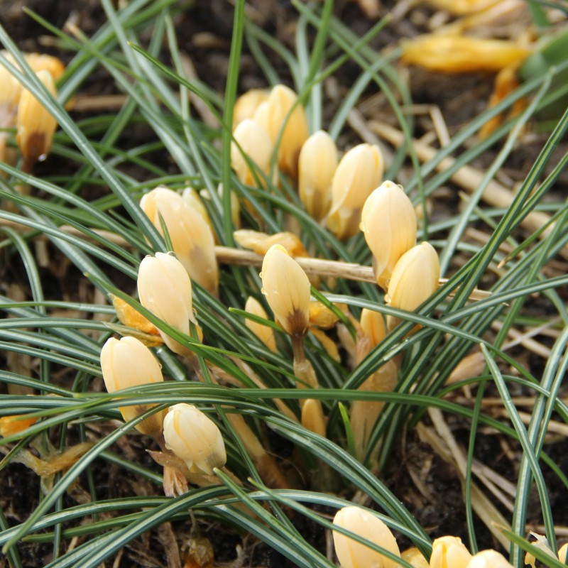 Crocus chrysanthus 'Romance'