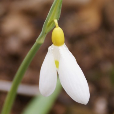 Galanthus 'Wandlebury Ring'