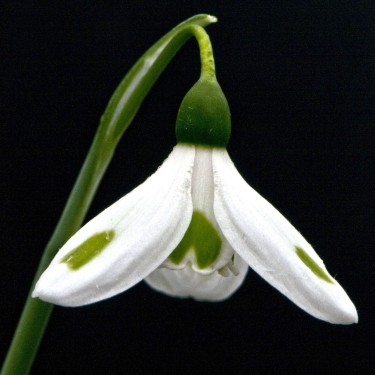 Galanthus 'Smaragdspitter'