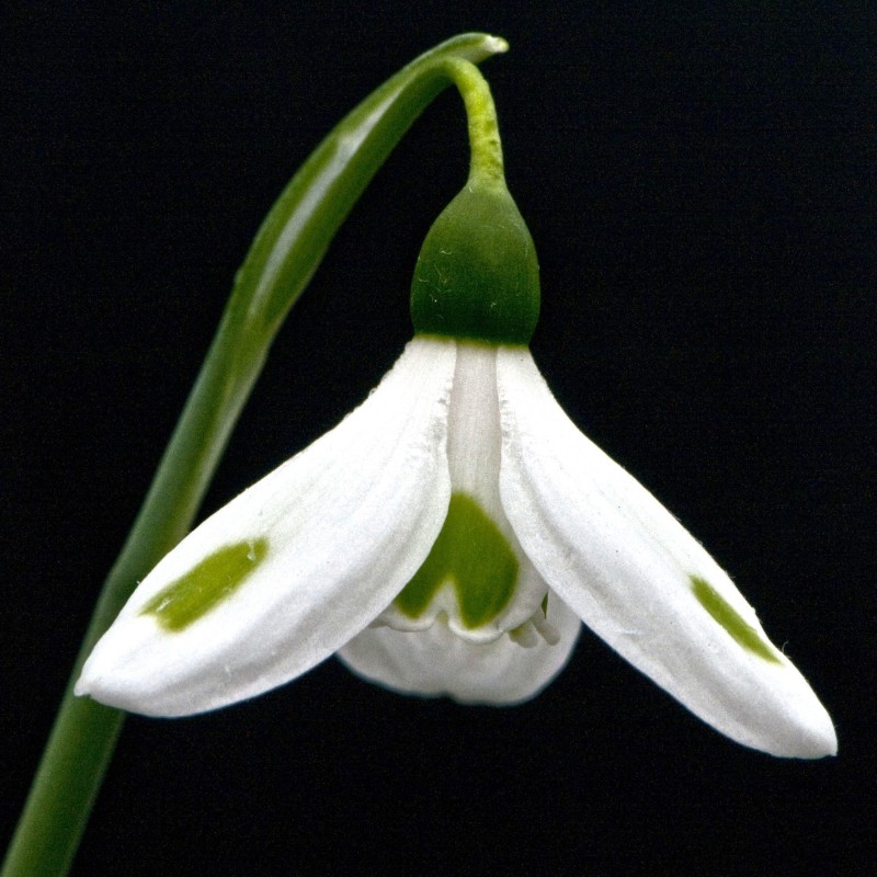 Galanthus 'Smaragdspitter'