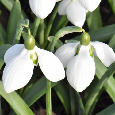 Galanthus 'Rodmarton Arcturus'