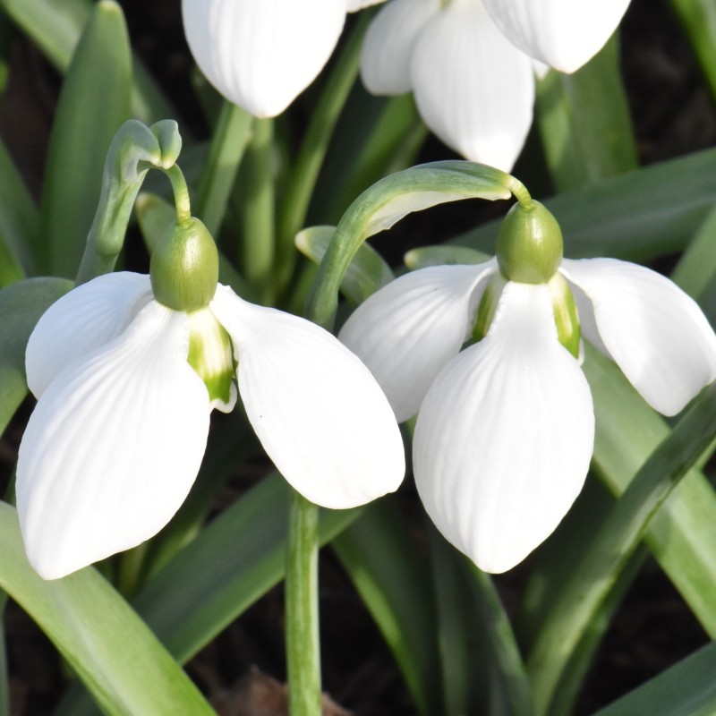 Galanthus 'Rodmarton Arcturus'