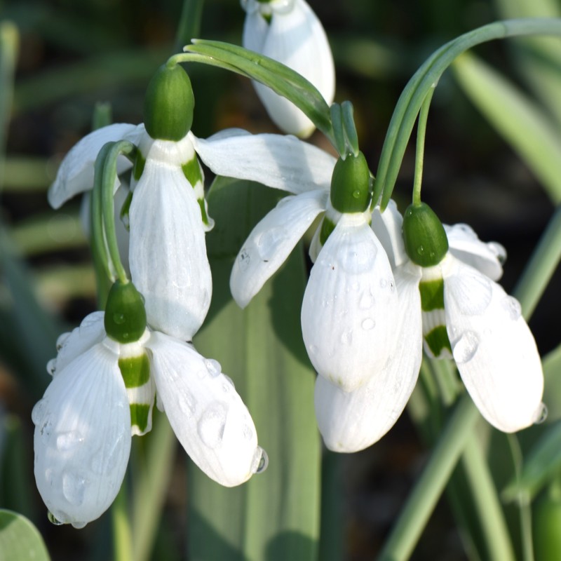 Galanthus 'Bumble Green'