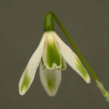 Galanthus 'Walter Fish'