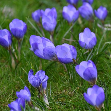 Crocus chrysanthus 'Zenith'