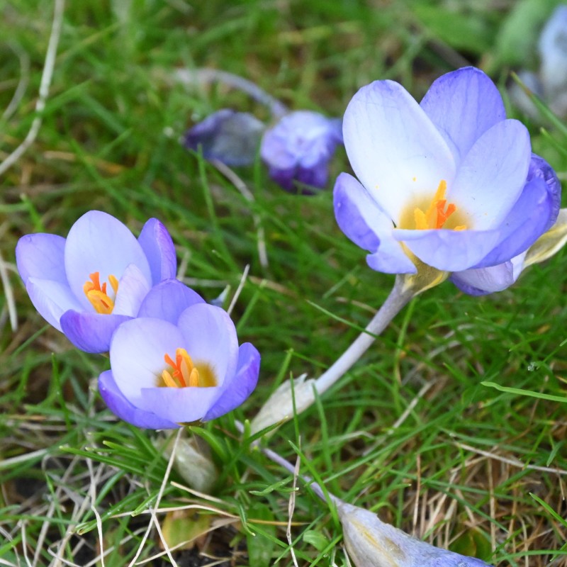 Crocus chrysanthus 'Zenith'
