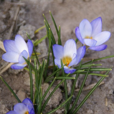 Crocus chrysanthus 'Zenith'