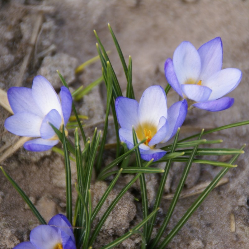 Crocus chrysanthus 'Zenith'