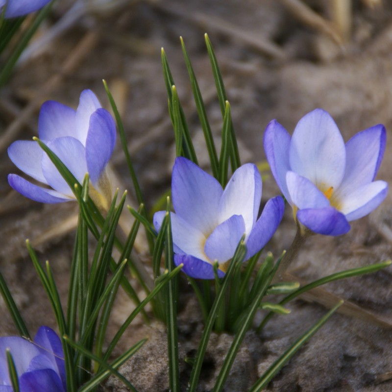 Crocus chrysanthus 'Zenith'