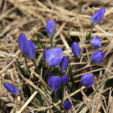 Crocus chrysanthus 'Zenith'