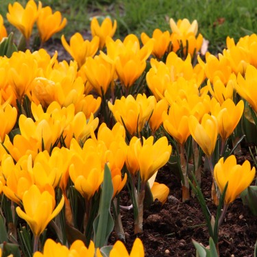 Crocus flavus 'Golden Yellow'