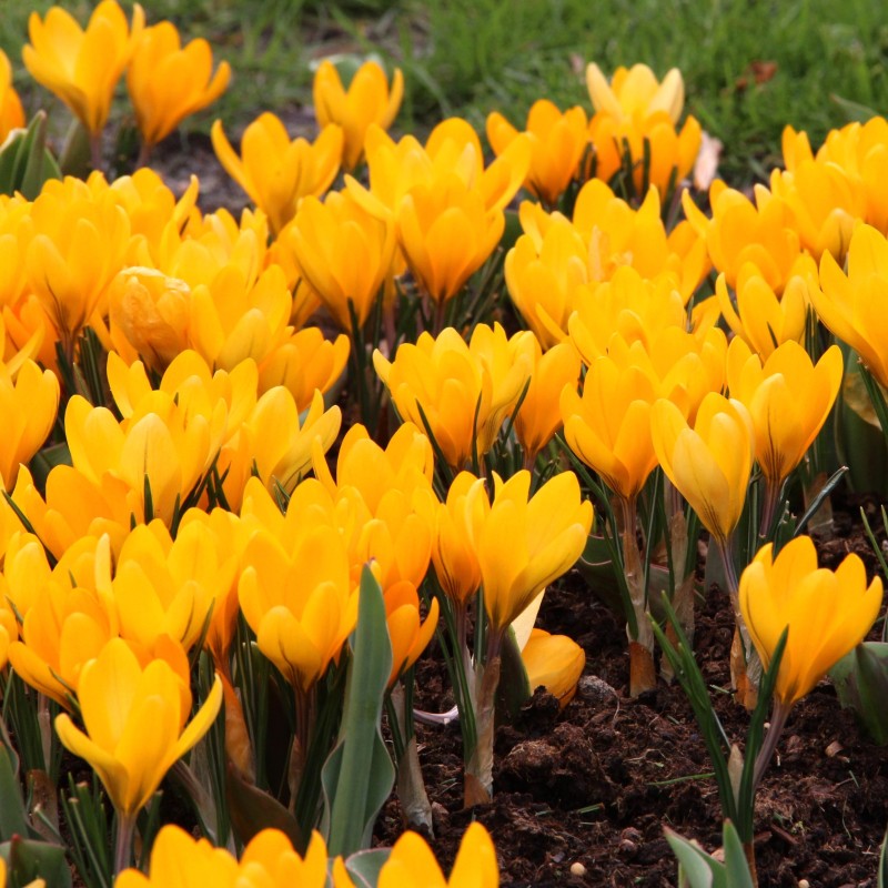 Crocus flavus 'Golden Yellow'