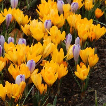 Crocus flavus 'Golden Yellow'