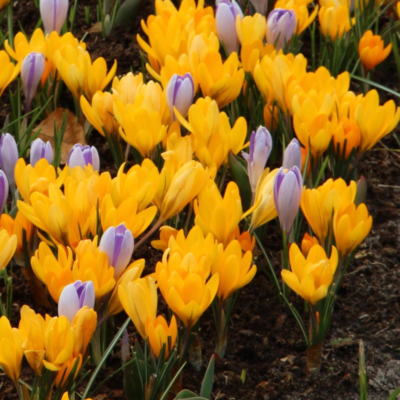 Crocus flavus 'Golden Yellow'
