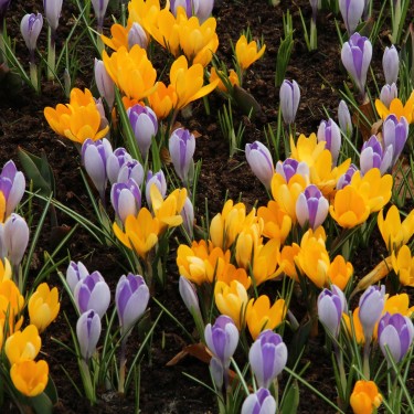 Crocus flavus 'Golden Yellow'