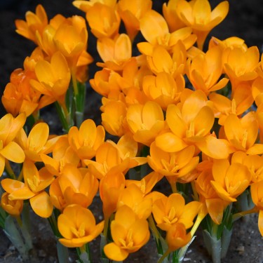 Crocus gargaricus
