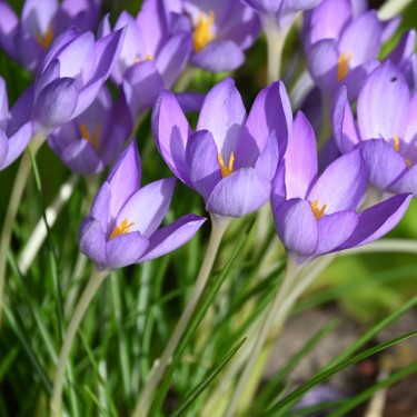 Crocus goulimyi