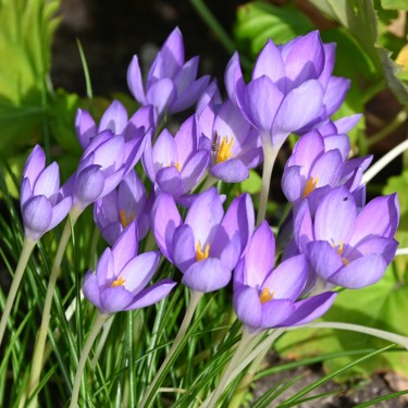 Crocus goulimyi