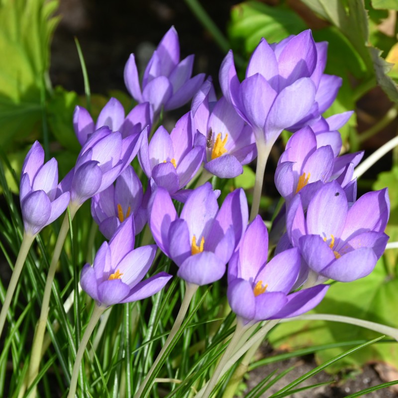 Crocus goulimyi