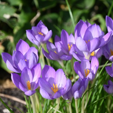 Crocus goulimyi