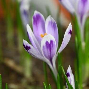 Crocus heuffelianus 'Snow Princess'