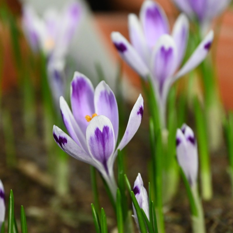 Crocus heuffelianus 'Snow Princess'
