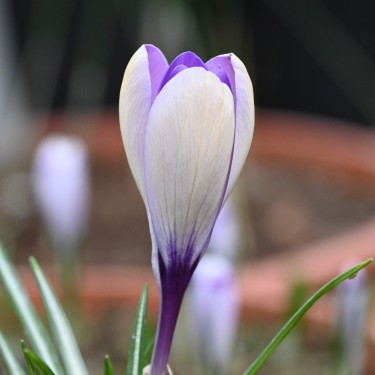 Crocus heuffelinianus subsp. scepusiensis