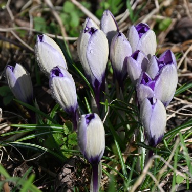 Crocus heuffelinianus subsp. scepusiensis