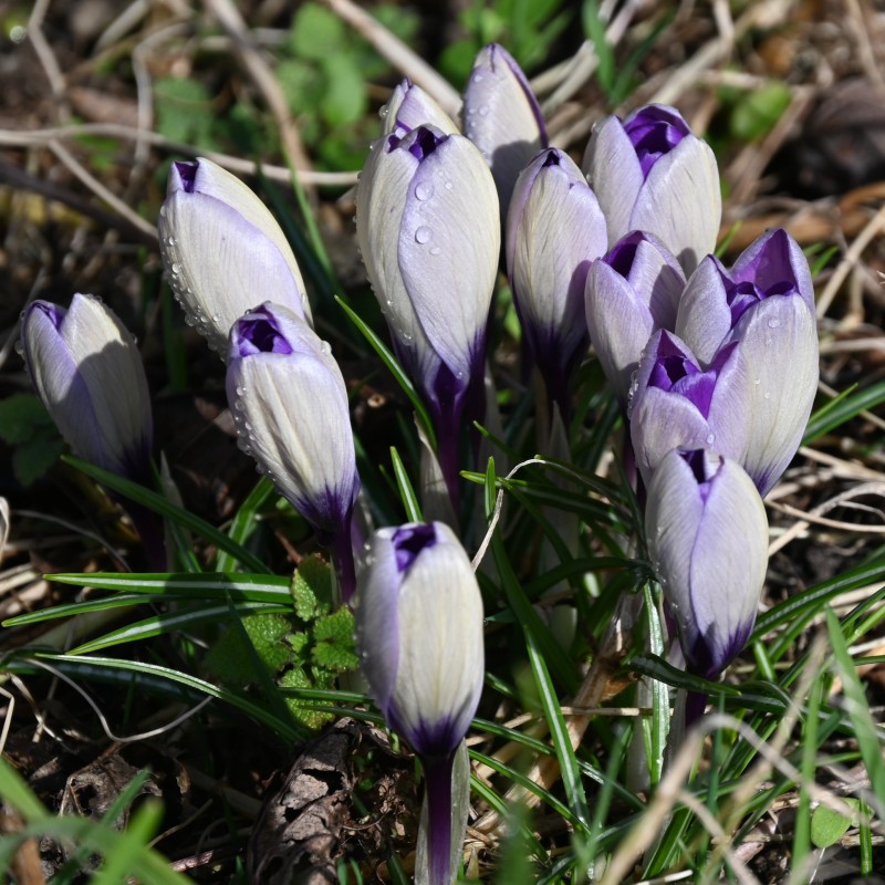 Crocus heuffelinianus subsp. scepusiensis