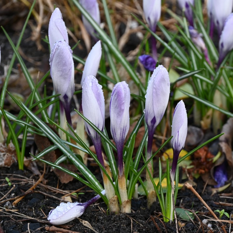 Crocus heuffelinianus subsp. scepusiensis