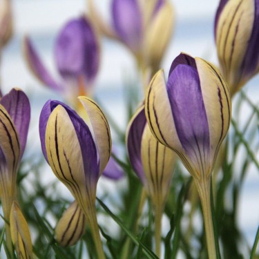 Crocus imperati subsp. imperati 'De Jager'