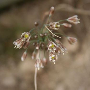 Allium paniculatum var. minor