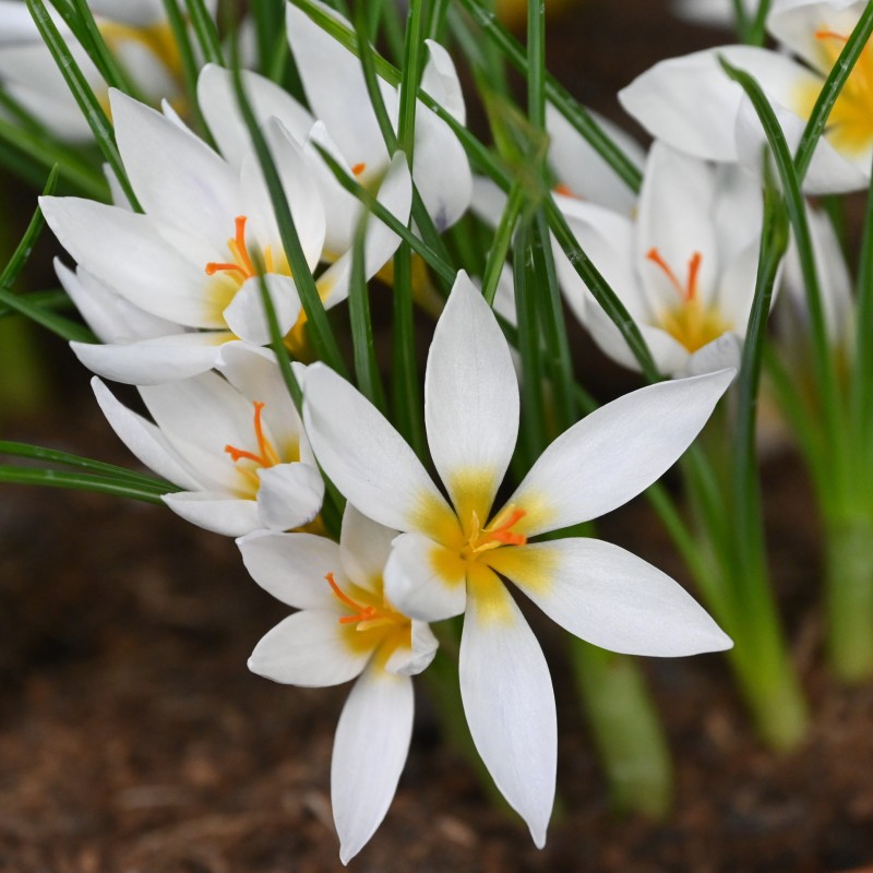 Crocus jessopae Crocus jessopae