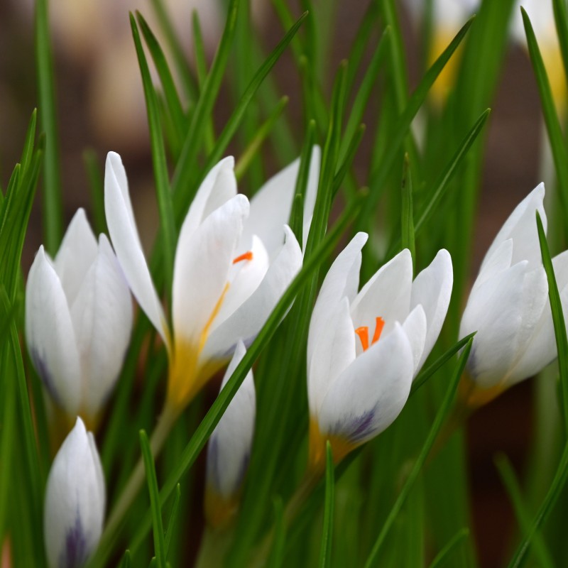 Crocus jessopae Crocus jessopae